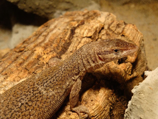 Varanus storri Weibchen
