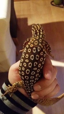 Varanus acanthurus Männchen
