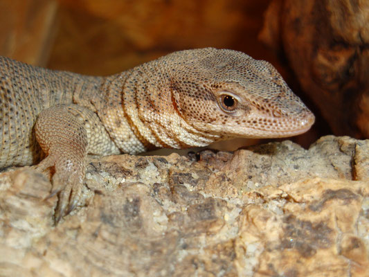 Varanus storri Weibchen