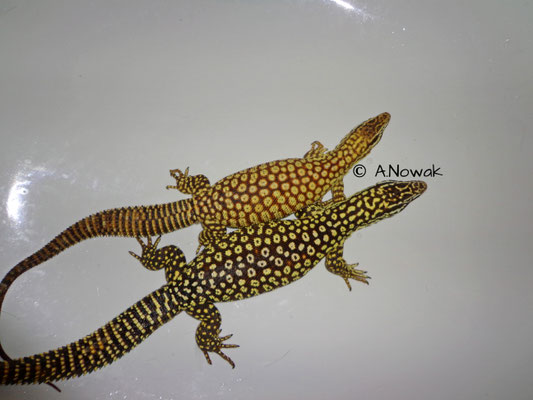 Varanus acanthurus, Zuchtpaar . Sehr gelbe Tiere