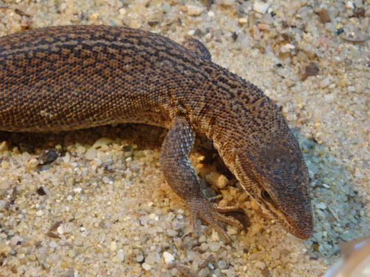 Varanus storri Männchen
