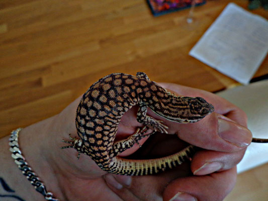 Varanus acanthurus Jungtier aus eigener Nachzucht