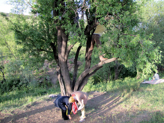 frische Mandeln vom Baum