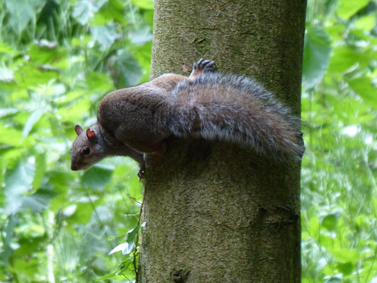 Auch hier hat es Squirrels :-)