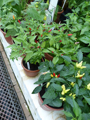 Chili-Pflanzen