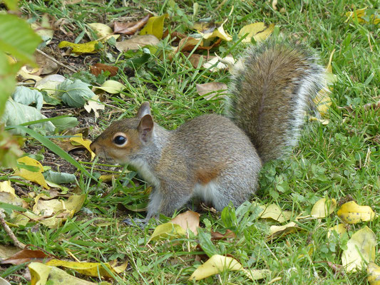 Hurra... Auch hier hat es Squirrels :-)