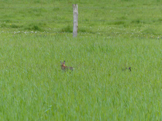 Ein Hase haselt herum :-)