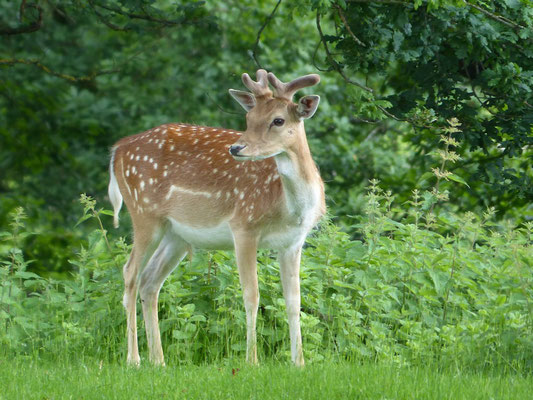 Auf dem Anwesen fühlen sich auch die "Deer" sehr wohl :-)