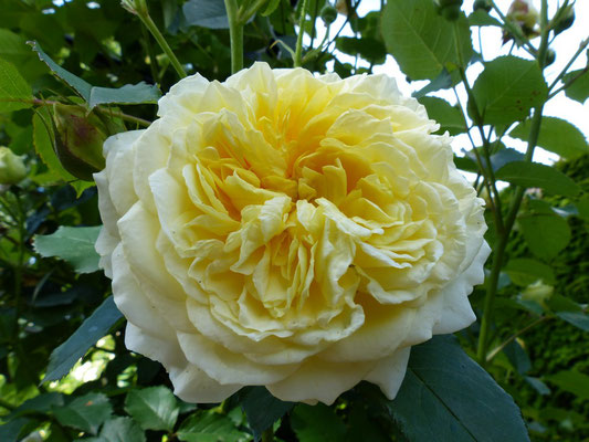 Spaziergang durch den Garten von Mottisfont Abbey