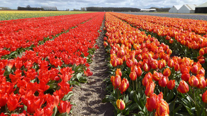 Impressionen von der Bollenstreek
