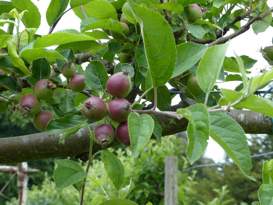 Are you a pear? No, I am an apple!