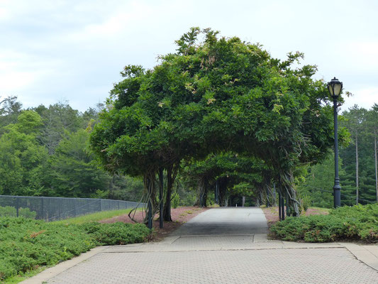 Mogehan Park und Memorial Rose Garden in Norwich
