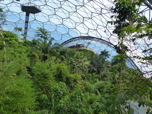 Rainforest Biome