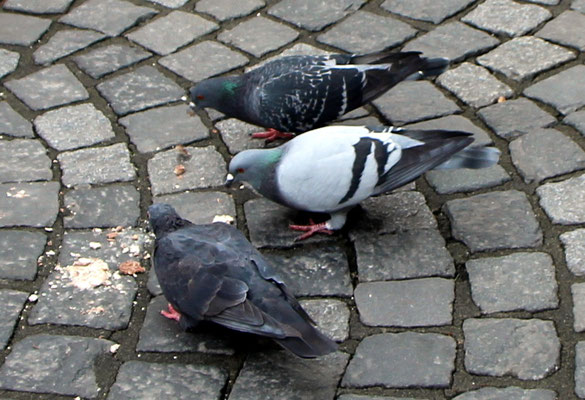 Lebensmittelreste fressen