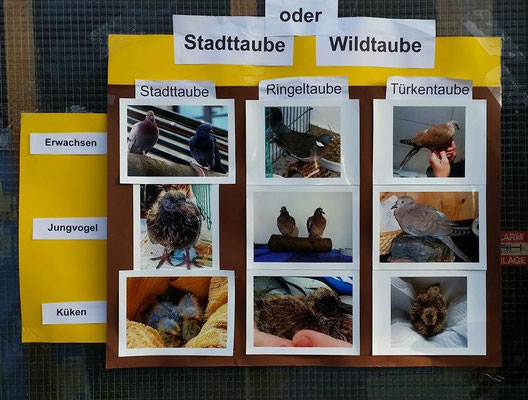 Stadttaube- oder Wildtaube
