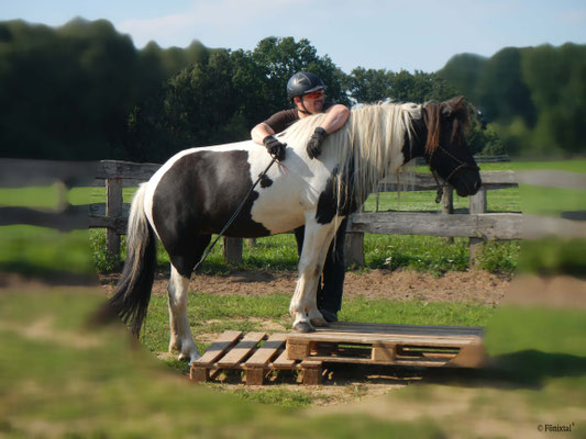 Islandpferdehof Fönixtal - Palettentraining