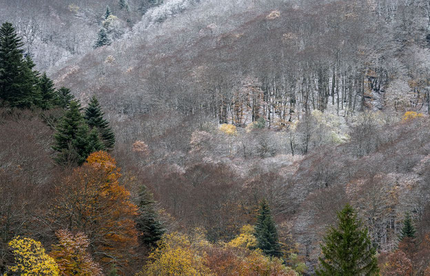 L'hiver les sapins