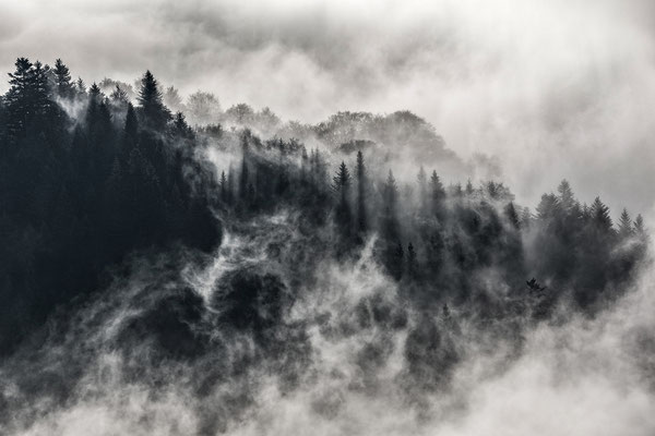 Les obscurs bois de sapins