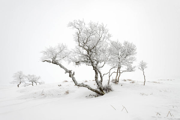 Sancy