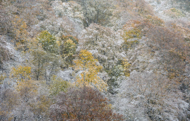 La forêt précieuse