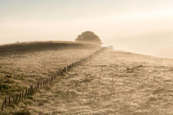 Aubrac