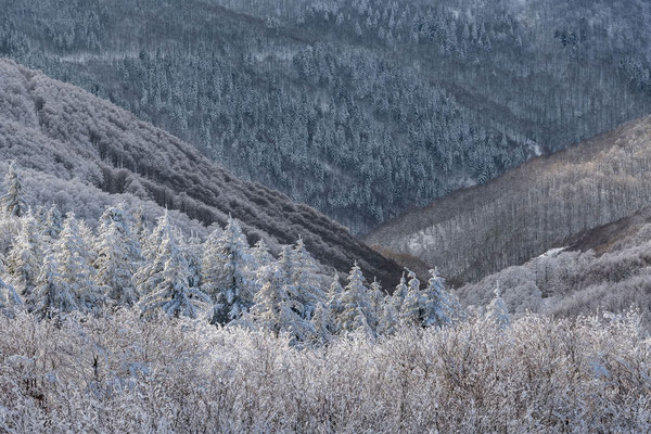 Mont Aigoual