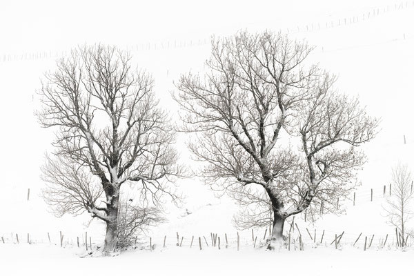 Le plus vieux des arbres