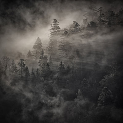 De sombres rectangles de sapins