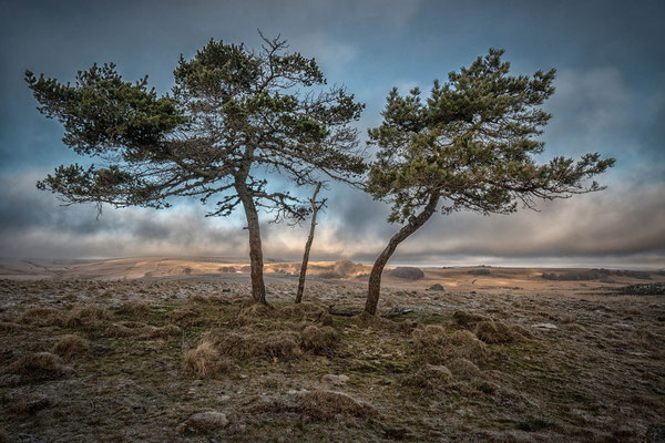 Aubrac