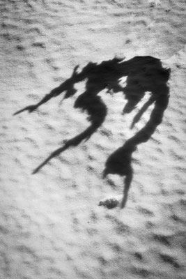 Silhouette 16