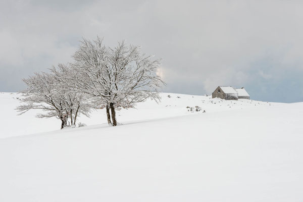 Aubrac