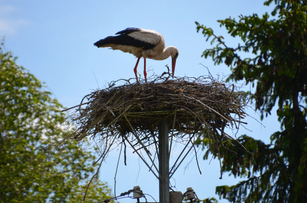 Einer von unzähligen Störchen