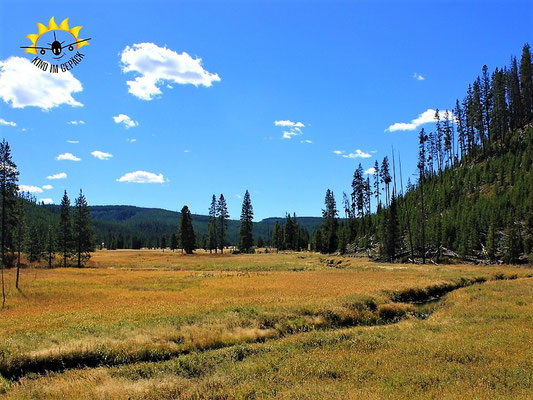 Goldener Herbst im Yellowstone - Indian Summer vom Feinsten.