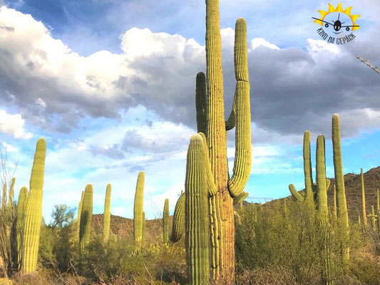 Die riesigen Saguaros in den beiden Teilen des Saguaro NP in Tucson.