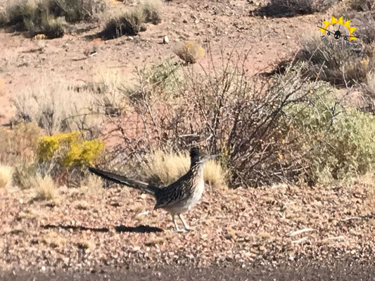 Ein Roadrunner am Wegesrand.