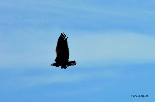 Greifvogel mit Beute