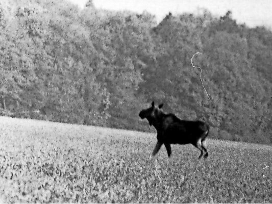 Ist das Berts Großvater? Schon im Jahr 1971 wurde ein Elch zwischen Damelang und Cammer (heute Potsdam-Mittelmark) gesichtet und fotografiert.  Quelle: Andreas Koska