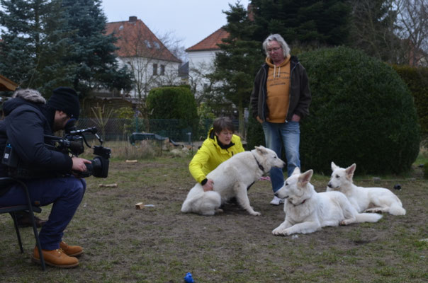 Weisse Schaferhunde In Not Weisse Schaferhunde In Not Nideggen