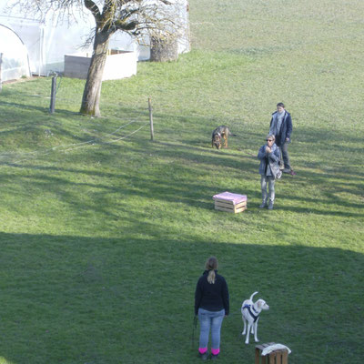 Hundetrainer Ausbildung Basisfachausbildung