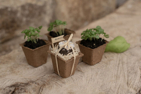 mini kit de cultivo en bolsa kraft • 4 macetas biodegradables