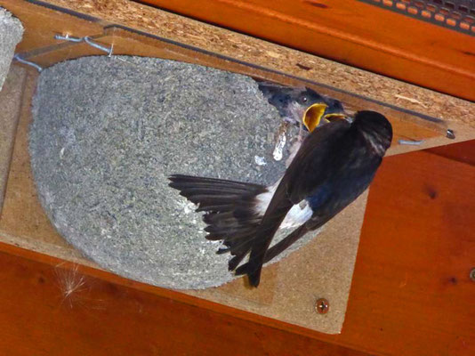 Foto: Andreas Wick, Mehlschwalbe bei der Fütterung