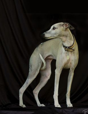 Whippet 10