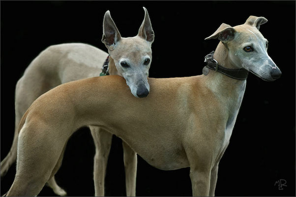 Whippets 9