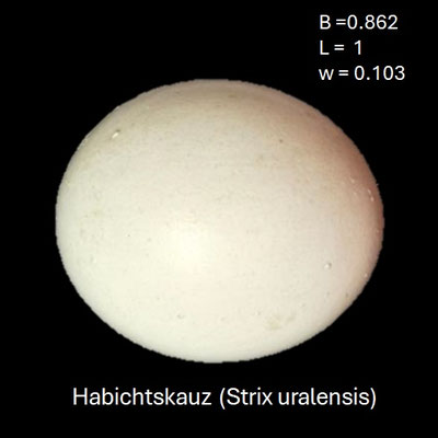 Ei vom Habichtskauz (Strix uralensis)