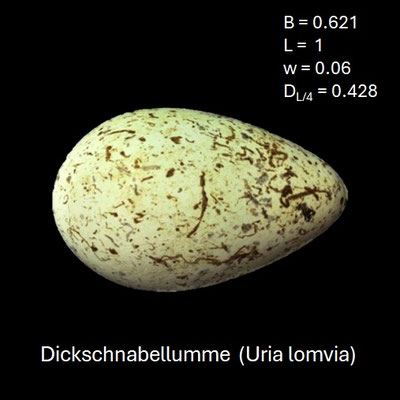 Ei der Dickschnabellumme (Uria lomvia)