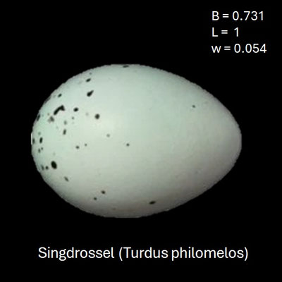 Ei der Singdrossel (Turdus philomelos)