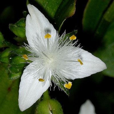 Tradescantia fluminensis