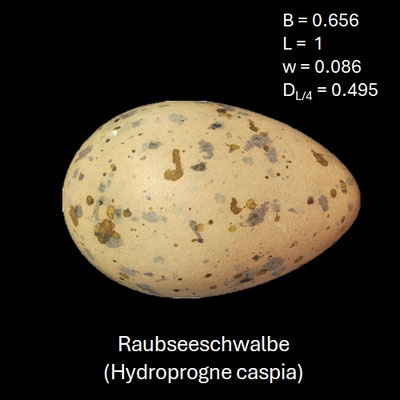 Ei der Raubseeschwalbe (Hydroprogne caspia)
