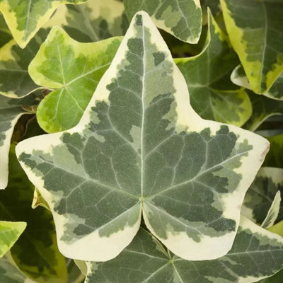 Hedera helix Glacier