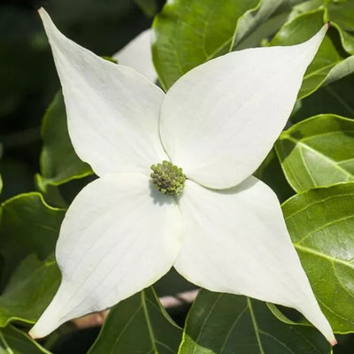 japanischer Blumen-Hartriegel